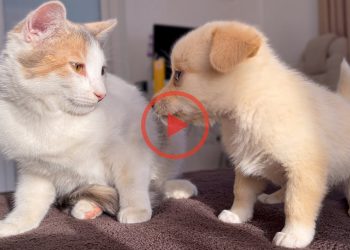 Funny Cat Reaction to Puppies [Dora sees them for the First Time]