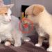 Funny Cat Reaction to Puppies [Dora sees them for the First Time]