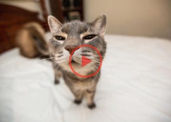 Funny Cats Compilation (Most Popular) Part 1