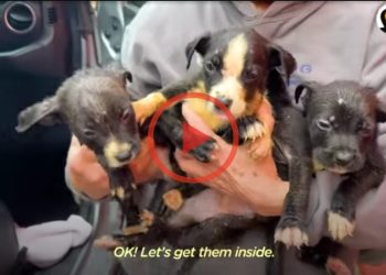 Pile Of Groaning Puppies Huddled By Sidewalk, Covered In Dirt And Debris