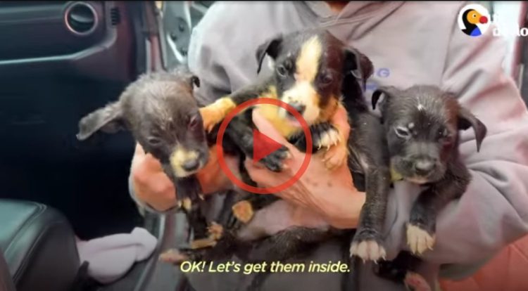 Pile Of Groaning Puppies Huddled By Sidewalk, Covered In Dirt And Debris