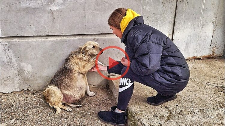 Street Dog Grabbed my Hand and her Eyes were Begging for Help … I couldn’t pass by