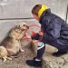Street Dog Grabbed my Hand and her Eyes were Begging for Help … I couldn’t pass by