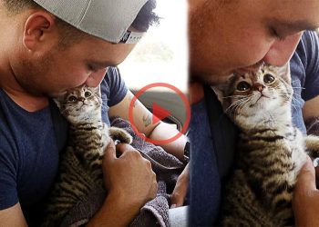 The Moment This Kitten Realizes He’s Going To His Forever Home Will Put A Smile On Your Face