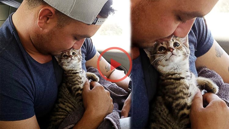 The Moment This Kitten Realizes He’s Going To His Forever Home Will Put A Smile On Your Face