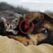 What Happens When Kittens and a German Shepherd Puppy Team Up?!💕
