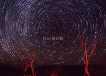 Ekolokasyon Nedir? Yarasa ve Yunusların Yön Tayini Yapmak İçin Kullandığı Müthiş Teknik » MaxiGeyik