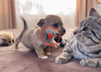Funny Cat Reaction to Puppies [Kitty sees them for the First Time]