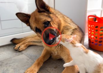 Funny Kittens and German Shepherd