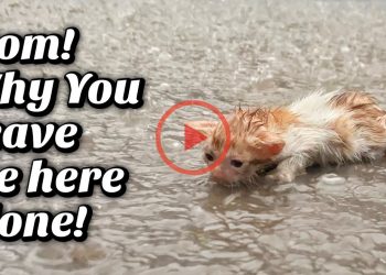 In Heavy Rain, poor kitten Cried Without a STOP! No one was there to Help this Poor Boy!