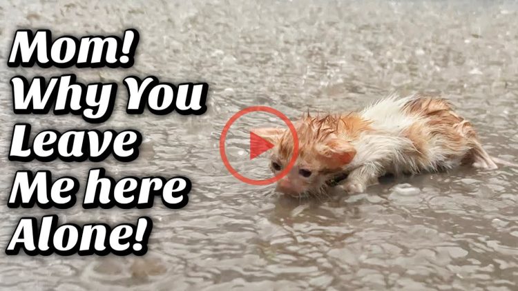 In Heavy Rain, poor kitten Cried Without a STOP! No one was there to Help this Poor Boy!