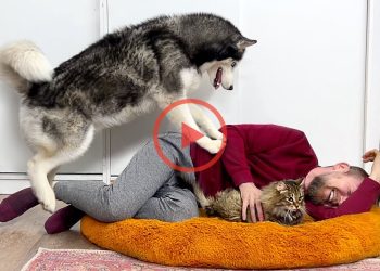 Stealing New Dog’s Bed | Funny Husky Reaction
