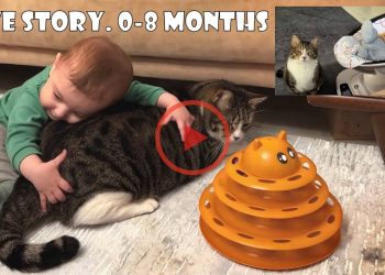 The giant cat who fell in love with the tiny baby of the woman who saved him.