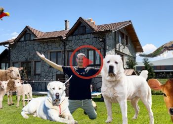 ULTRA LUXURIOUS FARM ~ ALABAI DOGS IN HIDDEN PARADISE