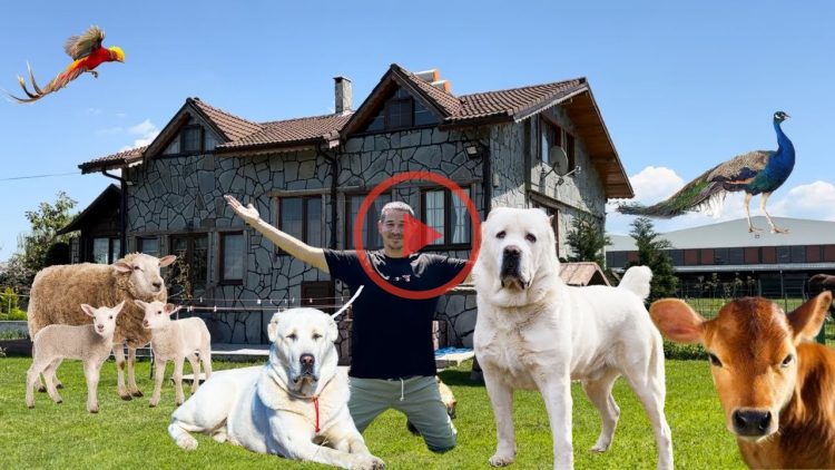 ULTRA LUXURIOUS FARM ~ ALABAI DOGS IN HIDDEN PARADISE