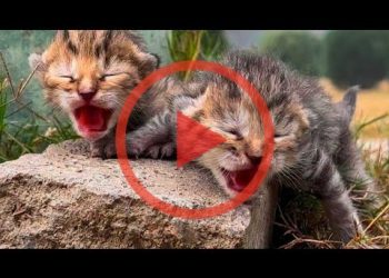 MALE CAT ALMOST EAT THE KITTENS