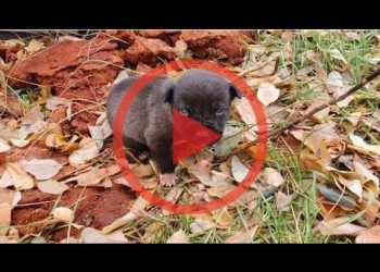 We found a little puppy🐶 in the landing, a wild cry led us to the place… Who left him?