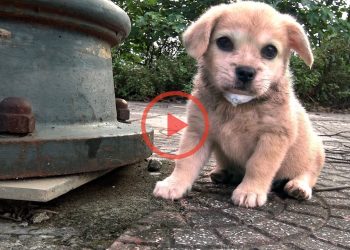Abandoned puppy who fears death and struggles to survive is found and I adopted him – Cute mischievous