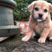 Abandoned puppy who fears death and struggles to survive is found and I adopted him – Cute mischievous