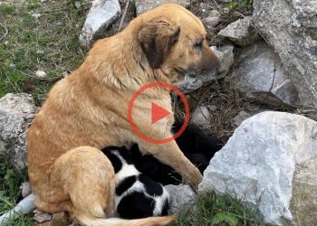 Another Mother Dog Protected the Puppies