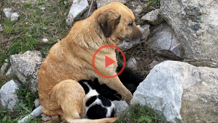 Another Mother Dog Protected the Puppies
