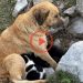Another Mother Dog Protected the Puppies