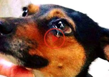 The puppy didn’t stop crying when she realized they were coming to get her instead of putting her to sleep! – Cute mischievous