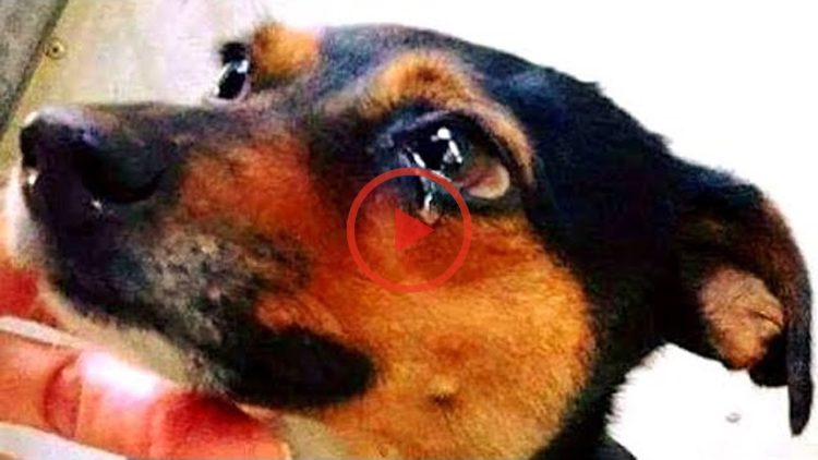 The puppy didn’t stop crying when she realized they were coming to get her instead of putting her to sleep! – Cute mischievous