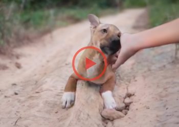 The puppy passed out in tears after days of struggling with bruises and blind eyes