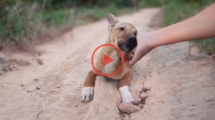 The puppy passed out in tears after days of struggling with bruises and blind eyes