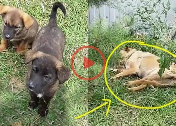 They were scared when their mom passed out, they didn’t know what to do but cried