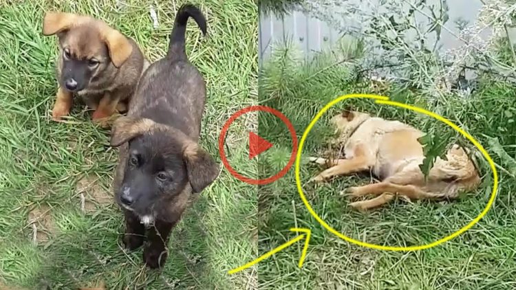 They were scared when their mom passed out, they didn’t know what to do but cried