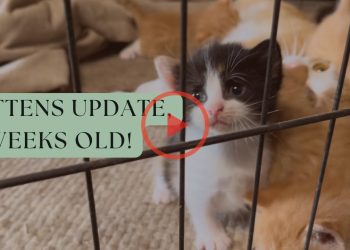 Kittens Update, 3 Weeks Old!