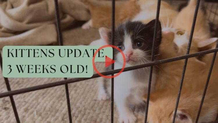 Kittens Update, 3 Weeks Old!