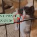 Kittens Update, 3 Weeks Old!