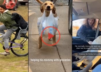 🐶Reasons why i choose dogs instead of other animals