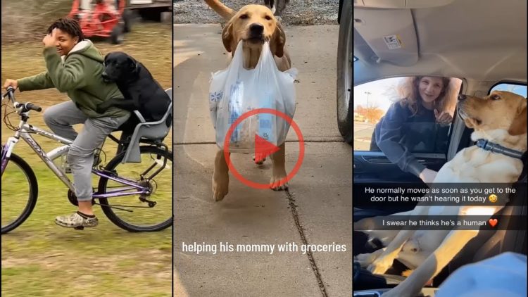 🐶Reasons why i choose dogs instead of other animals