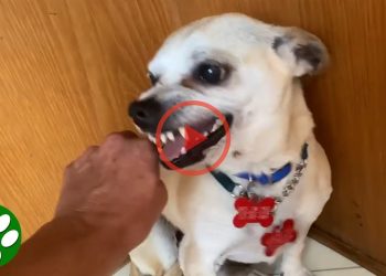 Terrified RESCUE dog had never felt the touch of a kind kind