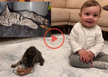 I put it in the trunk to bury the cat that was hit by the car, but a miracle happened. – Cute mischievous