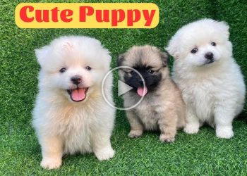 Cute Puppy – Funny and Cute Dog Videos Compilation
