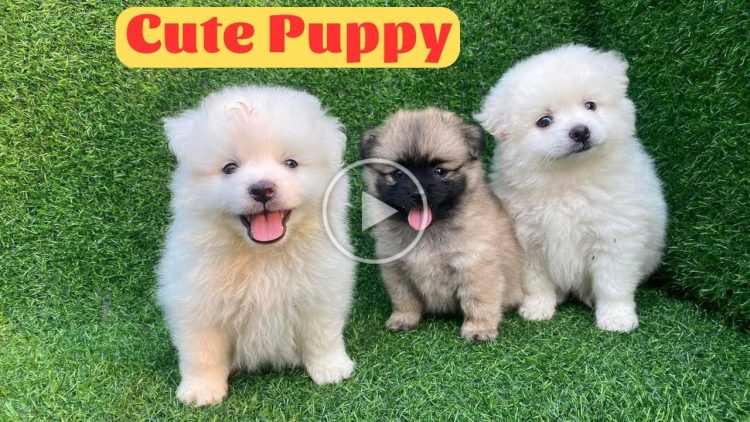 Cute Puppy – Funny and Cute Dog Videos Compilation