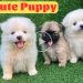 Cute Puppy – Funny and Cute Dog Videos Compilation