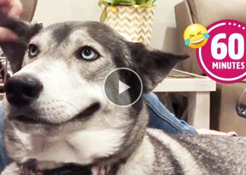 FUNNY Husky Moans for Scratches | BEST Cat & Dog Videos 2023