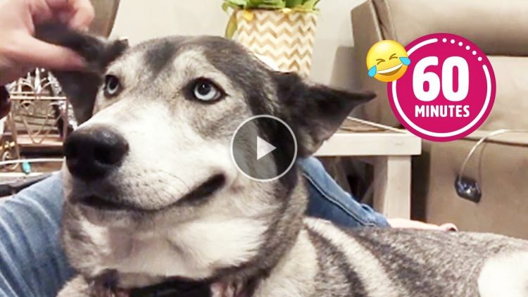 FUNNY Husky Moans for Scratches | BEST Cat & Dog Videos 2023