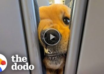 Dog Insists On Saying Hi To Everyone On His Train Rides – Cute mischievous
