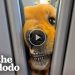 Dog Insists On Saying Hi To Everyone On His Train Rides – Cute mischievous