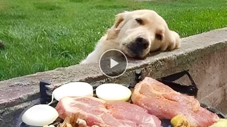 These Golden Retrievers will make you laugh your HEAD OF – Cute mischievous