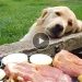 These Golden Retrievers will make you laugh your HEAD OF – Cute mischievous