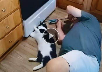 It’s right my favorite toy there, papa ! Funny and Cute Cats and Owner Moments – Cute mischievous