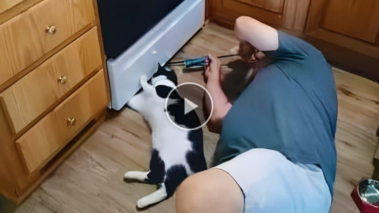 It’s right my favorite toy there, papa ! Funny and Cute Cats and Owner Moments – Cute mischievous